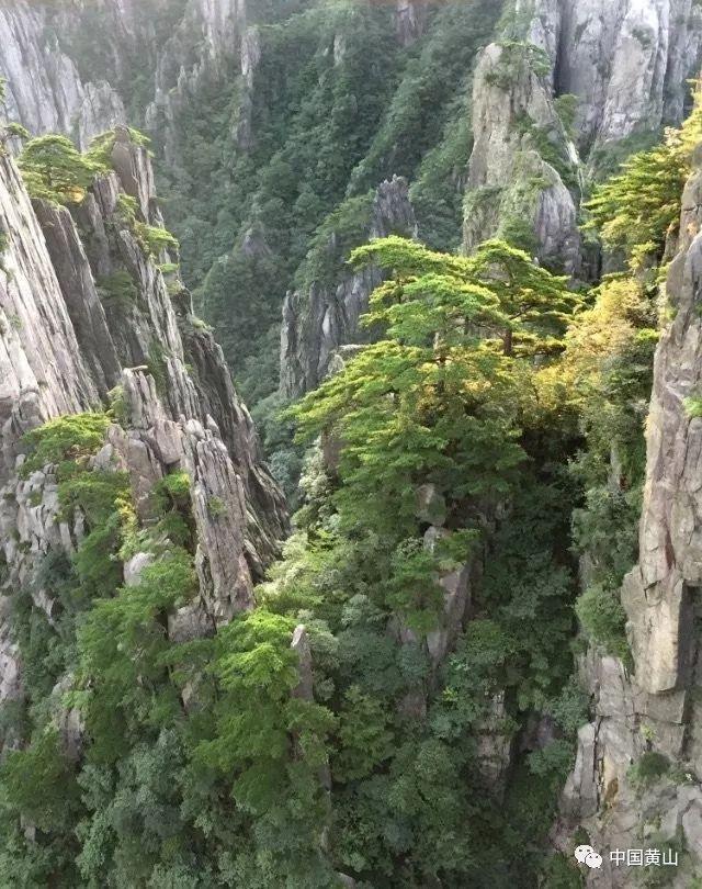 妖刀十有八九要被替补，看到道崽数据就明白，为什么可以换妖刀